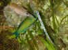 faust13.jpg (26130 byte)