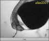 LARVA96h.jpg (9312 byte)