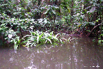 Foto di un altro ambiente d'acqua dolce a Cuero y Salado, seguendo il link è possibile visualizzare la foto nelle sue dimensioni normali