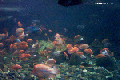 Acquario biotopo di lago centroamericano, seguendo il link è possibile visualizzare la foto nelle sue dimensioni normali