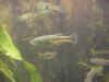 Allodontichthys_tamazulae_female.jpg (64775 byte)