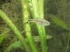 Allodontichthys_tamazulae_male.jpg (91731 byte)