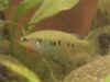 Characodon_lateralis_femm.jpg (17144 byte)