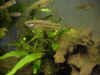 Crenichthys_baylei_baylei_maschio.jpg (81651 byte)