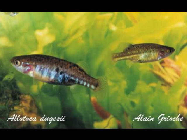 Новостные колонки Aquarium Glaser GmbH Allotoca_dugesii_coppia