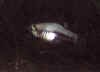 Xiphoporus_xiphidium_f.jpg (51229 byte)