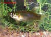 Gambusia_holbrooki_f.jpg (94592 byte)