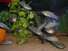 Limia_nigrofasciata.jpg (125673 byte)