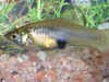 Phallichthys_amates_f2.jpg (81012 byte)