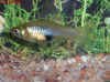 Phallichthys_amates_f.jpg (128165 byte)