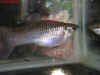 Poecilia_formosa.jpg (94091 byte)