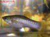 Poecilia_sp.Bacalar.jpg (143379 byte)