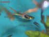 Poecilia_sp.Endler_m.jpg (138284 byte)