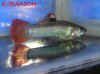 Poecilia_sphenops_m.jpg (161680 byte)