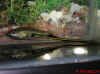 Xipho_montezumae_Rio_Galinas_m2.jpg (177355 byte)