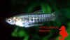 Neoheterandria_elegans_hyppo.jpg (26001 byte)