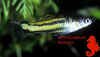 micro_parae_hyppo.jpg (27892 byte)