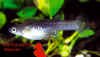 micro_picta_hyppo.jpg (30534 byte)