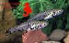 phalloceros_hyppo.jpg (33381 byte)