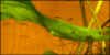 avannottipz2.jpg (42007 byte)