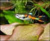 endler2oh5.jpg (146230 byte)