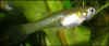 endlerf4qz8.jpg (69344 byte)