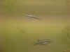 Heterandria formosa coppia.jpg (16513 byte)
