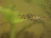 Phallocerus caudimaculatus reticulatus maschio.jpg (12001 byte)