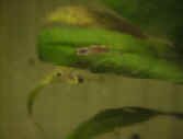 Poecilia Reticulata -Caracas_.jpg (68993 byte)