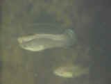 Poecilia latipinna (Texas).jpg (15785 byte)