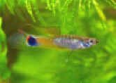 Micropoecilia minima.jpg (32886 byte)