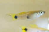 Micropoecilia parae.jpg (14989 byte)