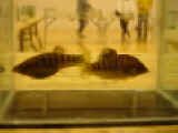 nigrofasciata2_pearson.jpg (34630 byte)