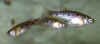 Poeciliopsis gracilis.jpg (20085 byte)