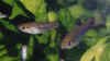 limia_melano.jpg (43497 byte)