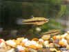 Heterandria formosa.jpg (383818 byte)