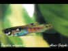 poecilia_reticulata_m2.jpg (25505 byte)