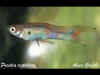 poecilia_reticulata_m3.jpg (23758 byte)