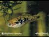 xipho_variatus_m_formamelanica.jpg (29385 byte)
