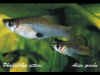Phallicthys_pittieri_coppia.jpg (30266 byte)