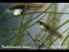neoheterandria_elegans_coppia.jpg (30904 byte)