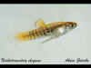 neoheterandria_elegans_m.jpg (20409 byte)