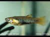 poeciliopsis_viriosa_m.jpg (26381 byte)