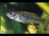 priapicthys_annectens_m.jpg (29609 byte)