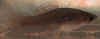 Xipho_helleri_f4.JPG (15131 byte)