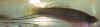 Xipho_helleri_m.JPG (15996 byte)