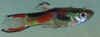 poecilia_endler.JPG (56302 byte)