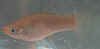 poecilia_formosa.JPG (48636 byte)
