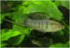 xiphophorus_nezahualcoyotl002.jpg (12061 byte)