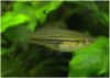 xiphophorus_nezahualcoyotl003.jpg (10899 byte)